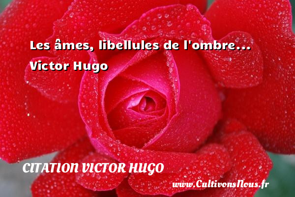 Les âmes, libellules de l ombre...   Victor Hugo CITATION VICTOR HUGO