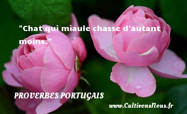Chat qui miaule chasse d autant moins. Un proverbe portugais PROVERBES PORTUGAIS - Proverbes connus - Proverbes philosophiques