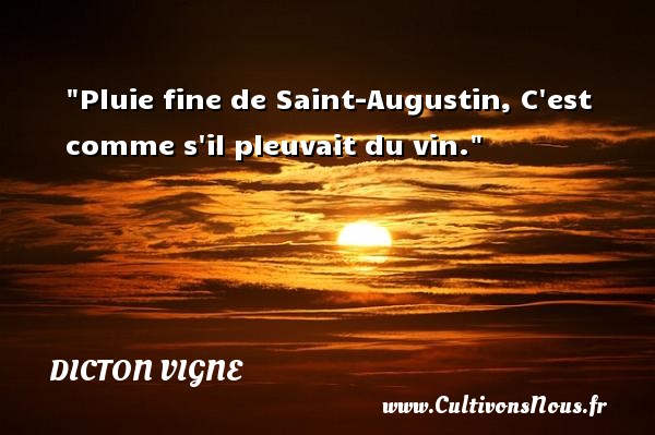 Pluie fine de Saint-Augustin, C est comme s il pleuvait du vin. DICTON VIGNE