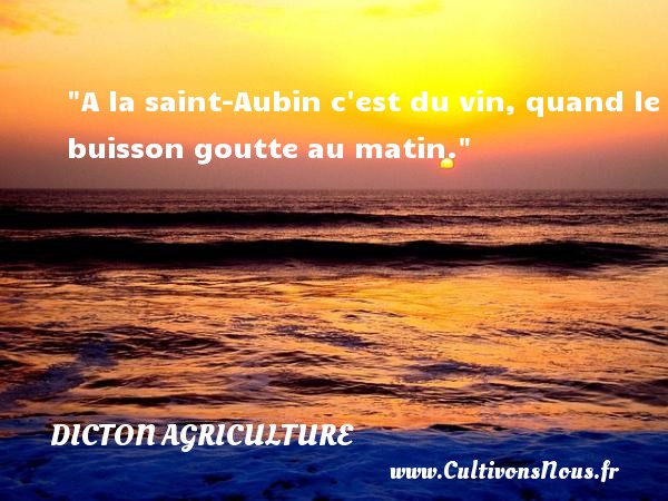A la saint-Aubin c est du vin, quand le buisson goutte au matin. DICTON AGRICULTURE