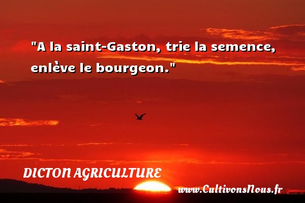 A la saint-Gaston, trie la semence, enlève le bourgeon. DICTON AGRICULTURE