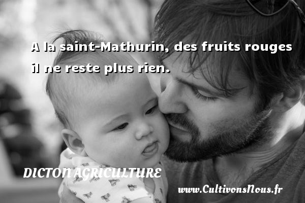 A la saint-Mathurin, des fruits rouges il ne reste plus rien. DICTON AGRICULTURE