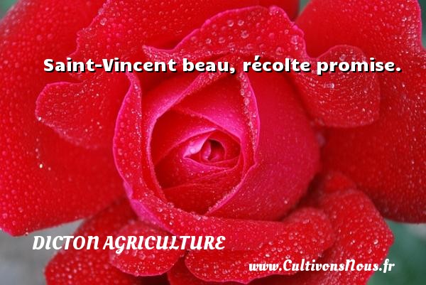 Saint-Vincent beau, récolte promise. DICTON AGRICULTURE