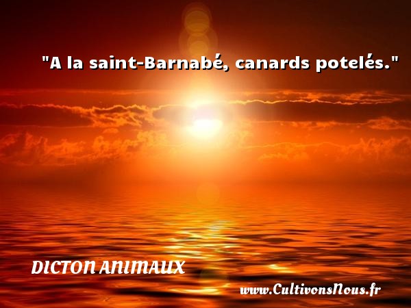 A la saint-Barnabé, canards potelés. DICTON ANIMAUX