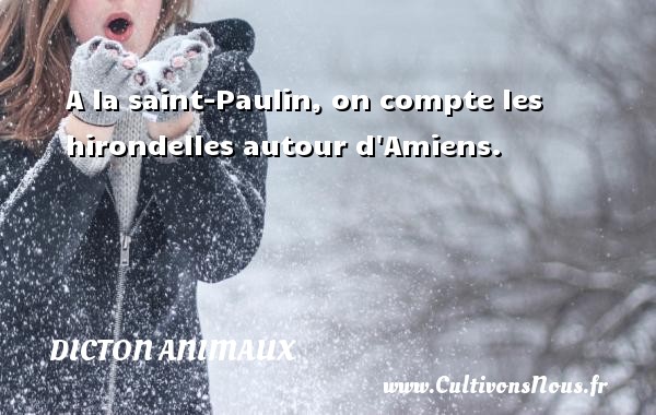 A la saint-Paulin, on compte les hirondelles autour d Amiens. DICTON ANIMAUX