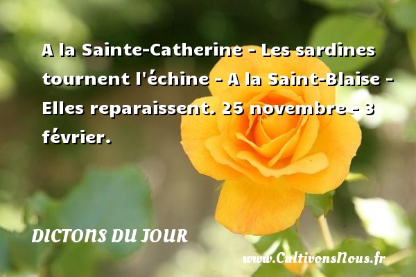 A la Sainte-Catherine - Les sardines tournent l échine - A la Saint-Blaise - Elles reparaissent. 25 novembre - 3 février. DICTONS DU JOUR