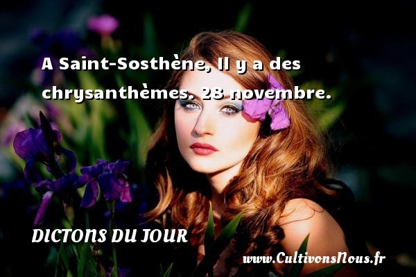 A Saint-Sosthène, Il y a des chrysanthèmes. 28 novembre. DICTONS DU JOUR