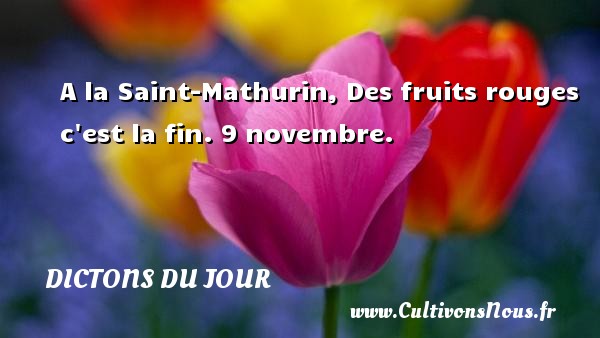 A la Saint-Mathurin, Des fruits rouges c est la fin. 9 novembre. DICTONS DU JOUR