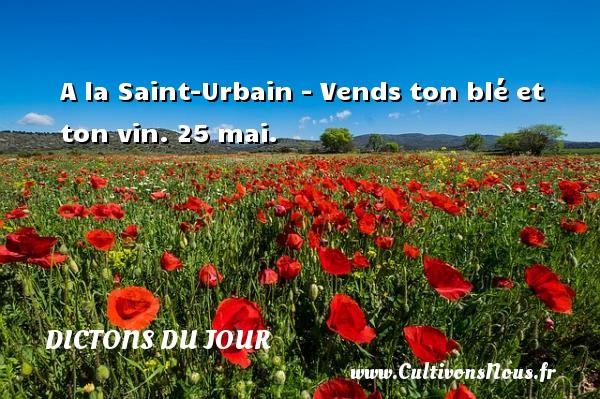 A la Saint-Urbain - Vends ton blé et ton vin. 25 mai. DICTONS DU JOUR