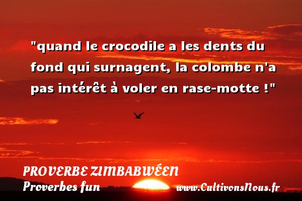 quand le crocodile a les dents du fond qui surnagent, la colombe n a pas intérêt à voler en rase-motte ! PROVERBES ZIMBABWÉENS - Proverbes zimbabwéens - Proverbes fun