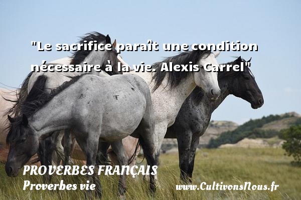 Le sacrifice paraît une condition nécessaire à la vie. Alexis Carrel PROVERBES FRANÇAIS - Proverbes français - Proverbes vie