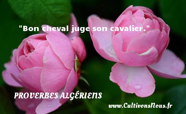 Bon cheval juge son cavalier. PROVERBES ALGÉRIENS - Proverbes Algériens - Proverbes philosophiques