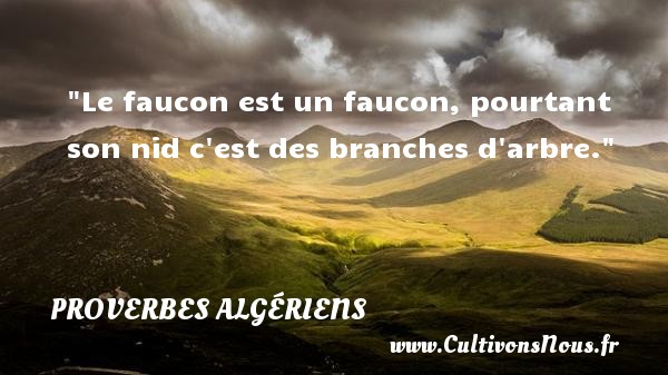 Le faucon est un faucon, pourtant son nid c est des branches d arbre. PROVERBES ALGÉRIENS - Proverbes Algériens - Proverbes fun