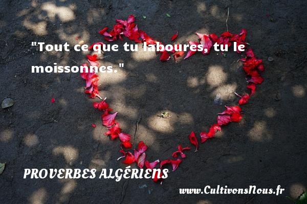 Tout ce que tu laboures, tu le moissonnes. PROVERBES ALGÉRIENS - Proverbes Algériens - Proverbes philosophiques