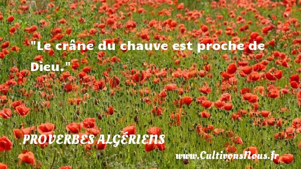 Le crâne du chauve est proche de Dieu. PROVERBES ALGÉRIENS - Proverbes Algériens - Proverbes philosophiques