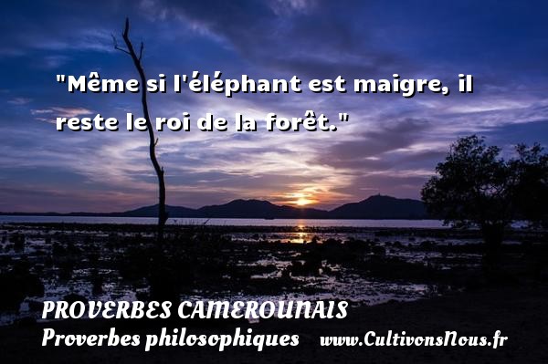 Même si l éléphant est maigre, il reste le roi de la forêt. PROVERBES CAMEROUNAIS - Proverbes philosophiques