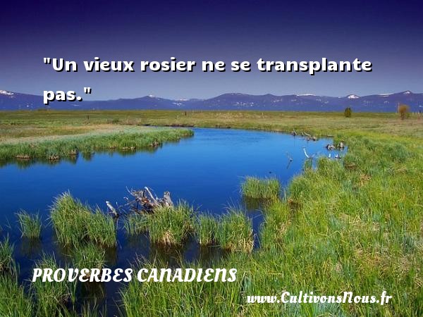 Un vieux rosier ne se transplante pas. PROVERBES CANADIENS - Proverbes philosophiques