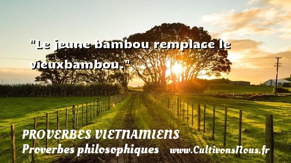 Le jeune bambou remplace le vieuxbambou. PROVERBES VIETNAMIENS - Proverbes philosophiques