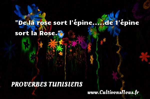 De la rose sort l épine.....de 1 épine sort la Rose. PROVERBES TUNISIENS - Proverbe rose