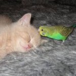 Le chat et l’oiseau