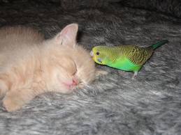 le chat et l’oiseau