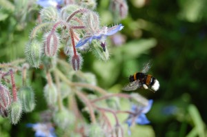 Abeille