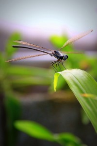 Libellule