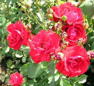 Rosier