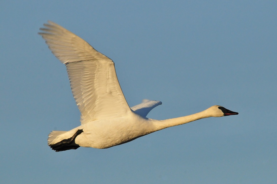 Cygne en plein vol