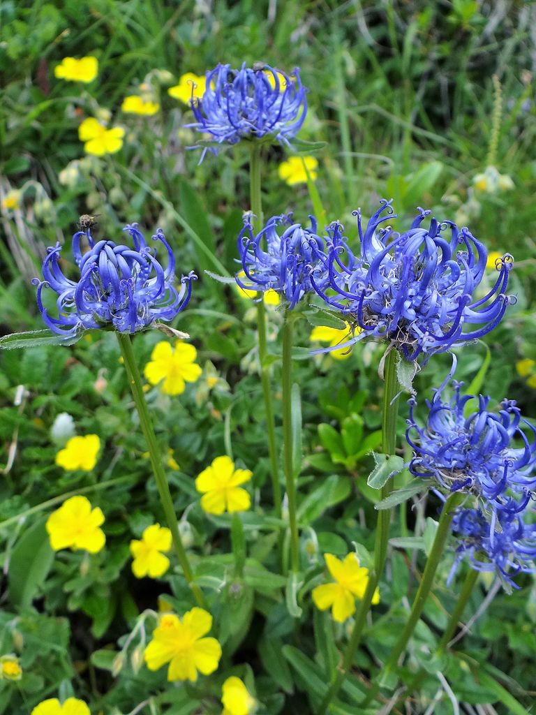 Fleur raiponce