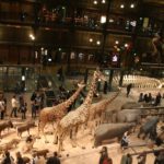 Le Musée national d’histoire naturelle : un site à découvrir à Paris