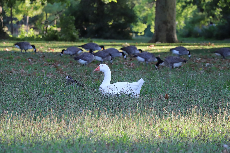 Le Bois de Vincennes, terrain de chasse de la royauté
