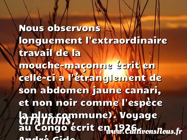 Nous observons longuement - Citations - Citations André Gide - Citation travail - Citation voyage