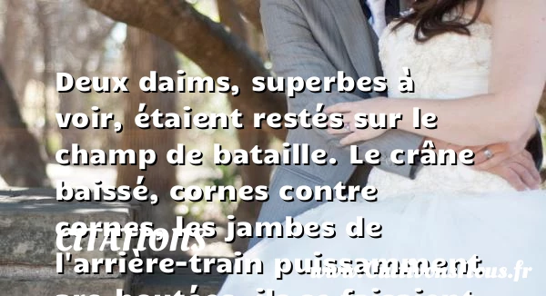 Deux daims, superbes à voir, - Citations - Citations Jules Verne - Citation bataille