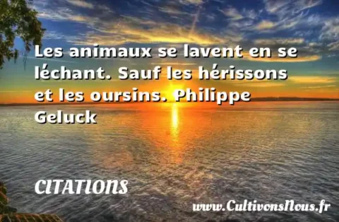Les animaux se lavent en se léchant. Sauf les hérissons et les oursins. Philippe Geluck CITATIONS