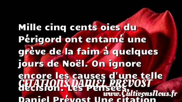 Mille cinq cents oies du Périgord - Citations Daniel Prévost - Citation Noël