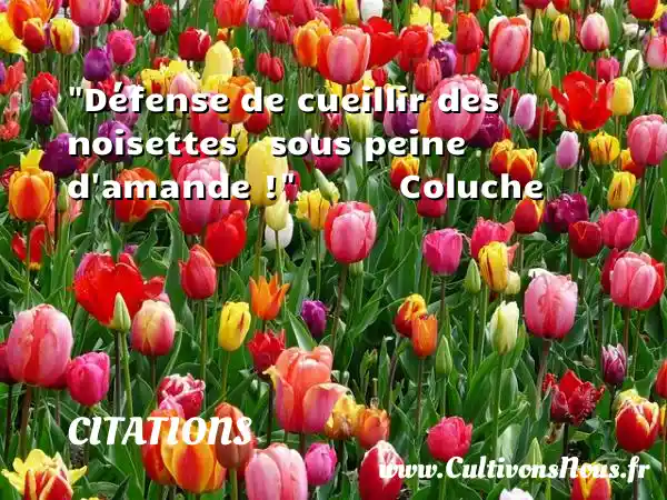 Défense de cueillir des noisettes   sous peine d amande !            Coluche CITATIONS