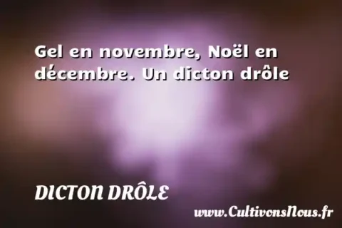 Gel en novembre, Noël en décembre. Un dicton drôle DICTON DRÔLE