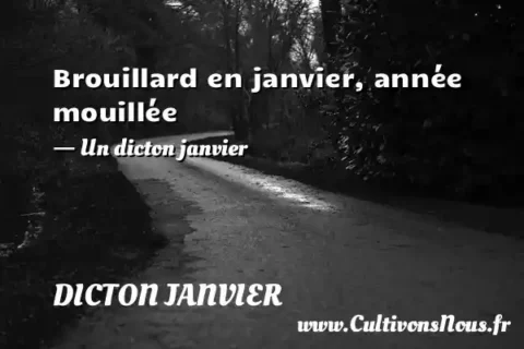 Brouillard en janvier, année mouillée - Un dicton janvier DICTON JANVIER