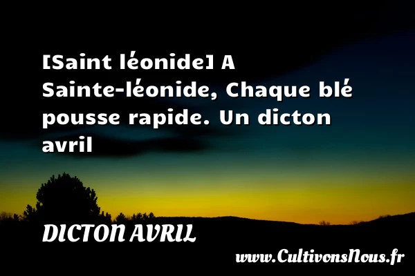 [Saint léonide] A Sainte-léonide, Chaque blé pousse rapide. - Dicton avril
