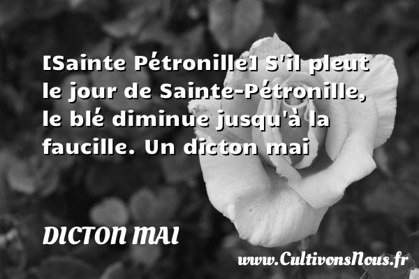 [Sainte Pétronille] S’il pleut le jour de Sainte-Pétronille, le - Dicton mai