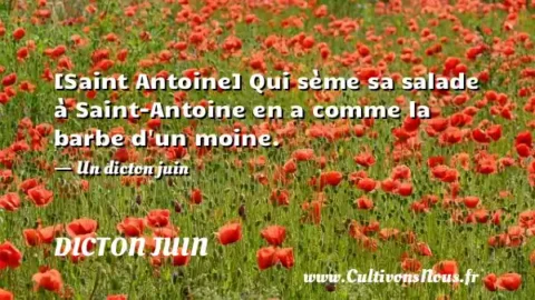 [Saint Antoine] Qui sème sa salade à Saint-Antoine en a comme la barbe d un moine. - Un dicton juin DICTON JUIN