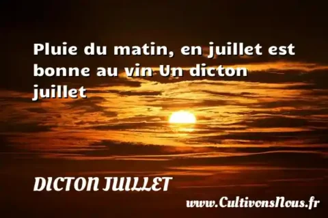 Pluie du matin, en juillet est bonne au vin Un dicton juillet DICTON JUILLET