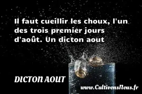 Il faut cueillir les choux, l un des trois premier jours d août. Un dicton aout DICTON AOUT