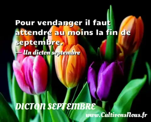 Pour vendanger il faut attendre au moins la fin de septembre. - Un dicton septembre DICTON SEPTEMBRE