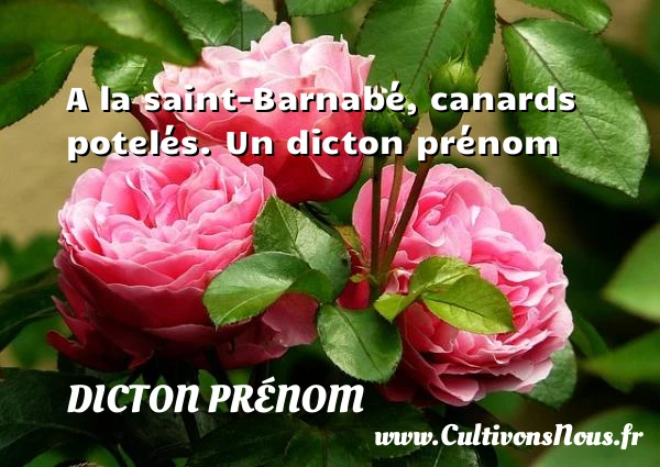 A la saint-Barnabé, canards potelés. - Dicton prénom