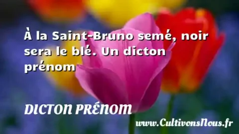 À la Saint-Bruno semé, noir sera le blé. Un dicton prénom DICTON PRÉNOM