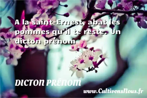 A la saint-Ernest, abat les pommes qu il te reste. Un dicton prénom DICTON PRÉNOM