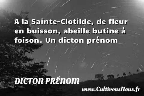 A la Sainte-Clotilde, de fleur en buisson, abeille butine à foison. Un dicton prénom DICTON PRÉNOM