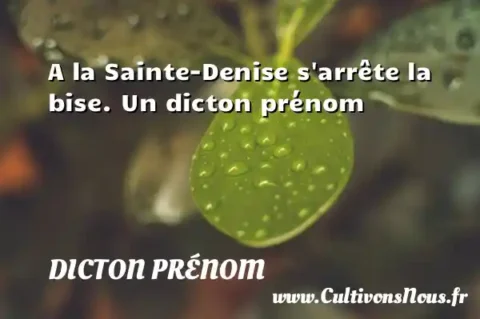 A la Sainte-Denise s arrête la bise. Un dicton prénom DICTON PRÉNOM